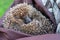 Forest spiny hedgehog