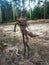 Forest spirit. Tree rhizome in form of a human figure