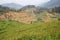 Forest Spreading Mountain Farming rice field Background Image