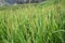 Forest Spreading Mountain Farming rice field Background Image