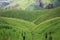 Forest Spreading Mountain Farming rice field Background Image