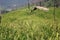 Forest Spreading Mountain Farming rice field Background Image