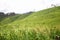 Forest Spreading Mountain Farming rice field Background Image