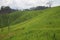 Forest Spreading Mountain Farming rice field Background Image