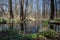 Forest in spring with black brown trees without leaves stand around a dark moor lake. In the foreground the shore of the lake