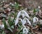 In the forest in spring snowdrops Galanthus nivalis bloom