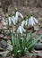 In the forest in spring snowdrops Galanthus nivalis bloom