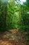 Forest in springtime with footpath