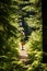 Forest Sprint - Capturing the Runner\\\'s Willpower Amidst Nature