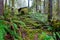 Forest Stairs in Oregon