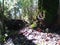 Forest still life, mushrooms in the hollow