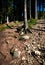 Forest with stone pavement