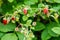 Forest strawberries grow on a bed, bokeh from small splashes of water