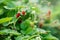 Forest strawberries grow on a bed, bokeh from small splashes of water