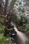 Forest stream along the Enchanted Walk in Cradle Mountain NP