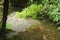 A forest stream with a bed of pebbles.