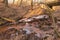 A forest stream flowing through a deep ravine.