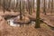 A forest stream flowing through a deep ravine.