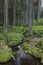 forest with stream in Jeseniky Mountains, Czech Republic