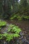 Forest stream in northern California