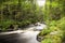 Forest stream with smooth water surroundet by trees and foliage.