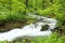 forest stream among springtime foliage brook in a deciduous flowing spring beech trees covered with lush green leaves may poland