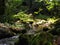 Forest with a stream and stones in the natural protected landscape area of the ReÅ¡ov waterfalls in Mountains in the Czechia