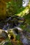 Forest stream surrounded by timberland in ancient old growth forest. Wicklow National Park in Ireland.