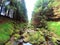 Forest stream surrounded by timberland in ancient old growth forest. Wicklow National Park in Ireland.