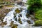 Forest stream surrounded by vegetation