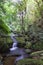 The forest streams and waterfalls