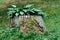 forest stump on which the flower grew.