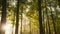 Forest Sunlight Streaming Through Trees in Misty Woodland Landscape