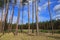 Forest in sunny day. Tall slender pine trees.