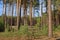 Forest in sunny day. Tall slender pine trees.