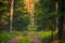 Forest at sunrise, firs and pines, hike path