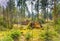 Forest during sunrise in Westerbork in Drenthe with storm damage and fallen mature Douglas fir trees