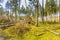 Forest during sunrise in Westerbork in Drenthe with storm damage and fallen mature Douglas fir trees