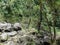 The Forest Surrounding Manoa Falls