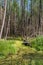 The forest swamp is covered with green tina. A wild forest with several fallen trees in a swampy area. Summer sunny day in the