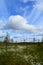 Forest, swamp and field of cotton grass