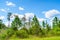 Forest swamp land in Okefenokee Swamp Park, Southern Georgia