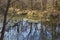 Forest swamp  landscape. Marshland