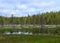 Forest, swamp and little pond with field of cotton grass.