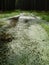 Forest swamp road mud green track moss pool detail