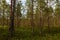 Forest swamp  a summer morning with of low pines in thickets of green marsh plants