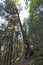 Forest of Swiss stone pine Trees illuminated by Sunbeams a Carpet of Moss and stones covering the forest floor. Natural relict Swi