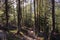 Forest of tall larchs and fir trees. Surrounding forest. Gran Paradiso National Park, Ceresole Reale, italian alps, Italy