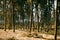 Forest of tall skinny trees, India