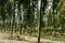 Forest of tall skinny trees, India